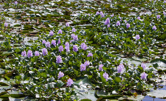 Jamaica.   El blossoming hyacinths en río negro (Eichornia crassipes) photo
