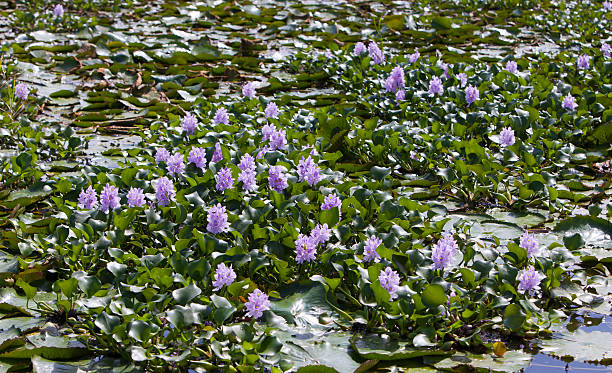 Jamaica. The blossoming hyacinths on  Black river (Eichornia crassipes) stock photo