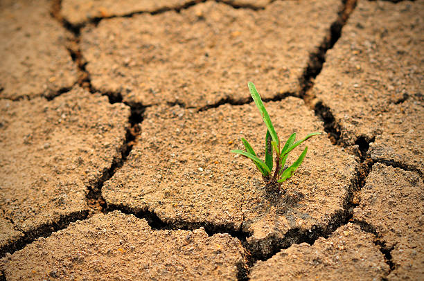 istock Cracked ground and survival living thing 477962225