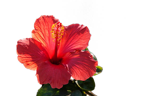 istock Red Hibiscus Flower isolated in on white background 477962383