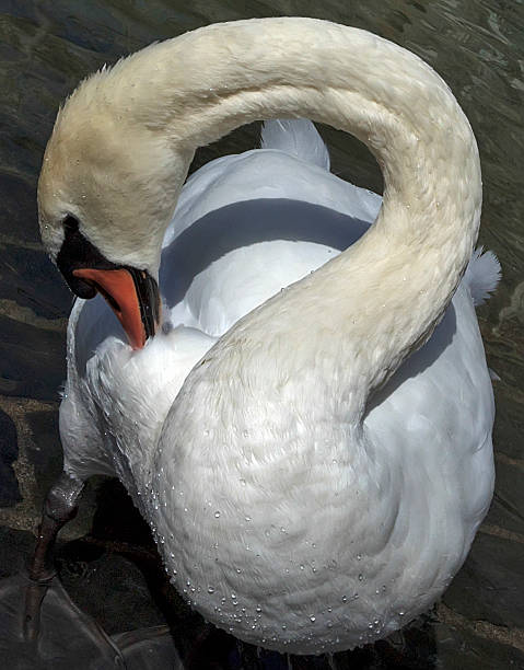 Swan Schüchtern – Foto