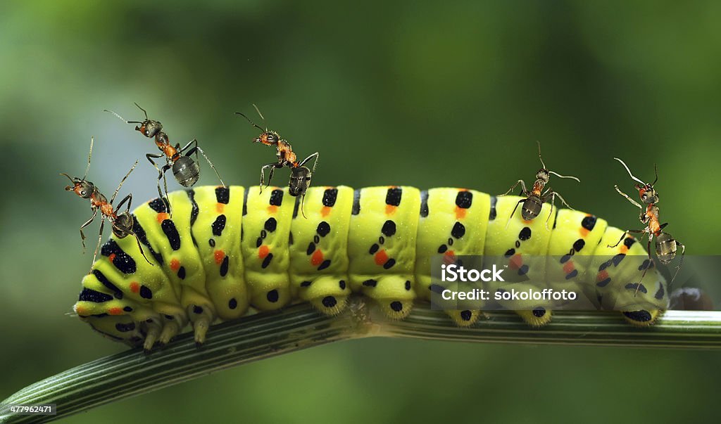 콜라주 ants 대해 - 로열티 프리 개미 스톡 사진