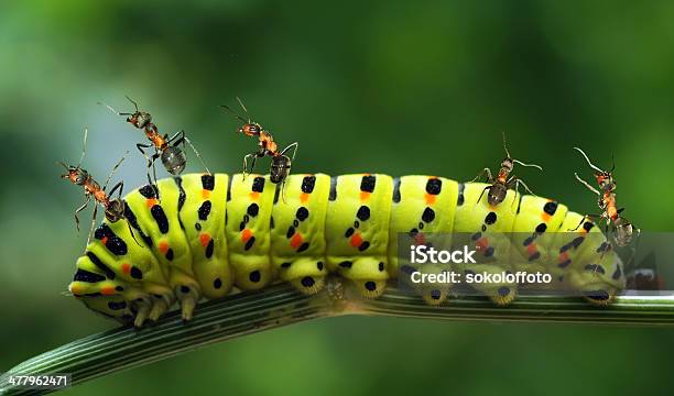 콜라주 Ants 대해 개미에 대한 스톡 사진 및 기타 이미지 - 개미, 곤충, 대규모 개체 그룹