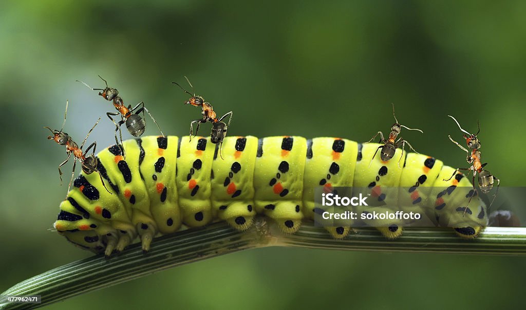 Colagem de formigas - Foto de stock de Animal Treinado royalty-free