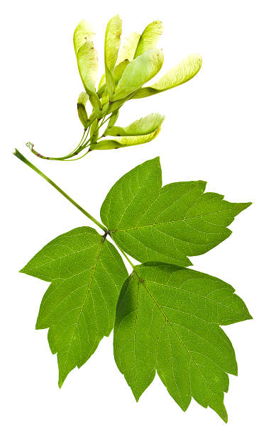 istock ash tree seeds and green leaves 477962497
