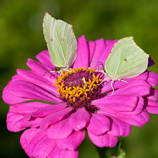 two butterflies Brimstone feed pollen on pink Zinnia flower close up