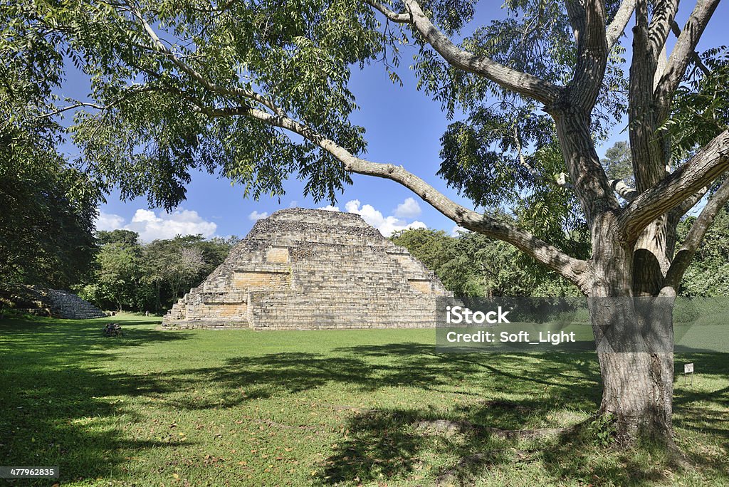 Grande árvore e Pirâmide em El Ponte Parque Arqueológico de Honduras - Royalty-free Ruínas de Copan Foto de stock