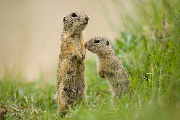 istock European ground squirrel mother with youngster 477962851