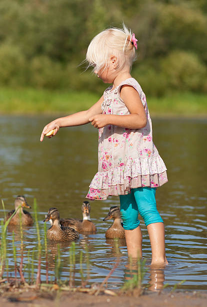 istock Little girl in water feeding ducks with biscuits 477962943