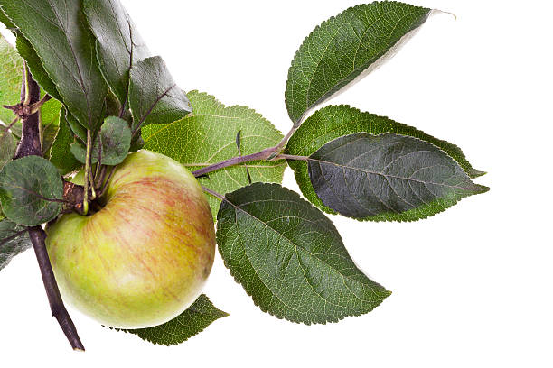 istock apple tree branch with green leaves 477963271