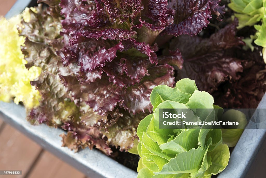 Salada Container Garden - Foto de stock de Agricultura royalty-free