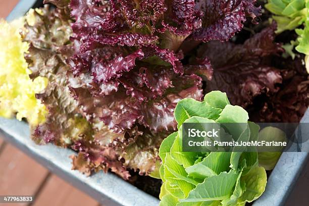 Foto de Salada Container Garden e mais fotos de stock de Agricultura - Agricultura, Alface, Alface Vermelha