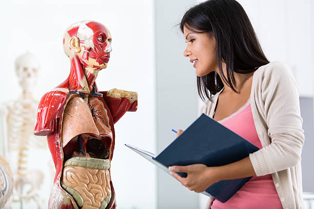istock Student with anatomical model of human body 477964007