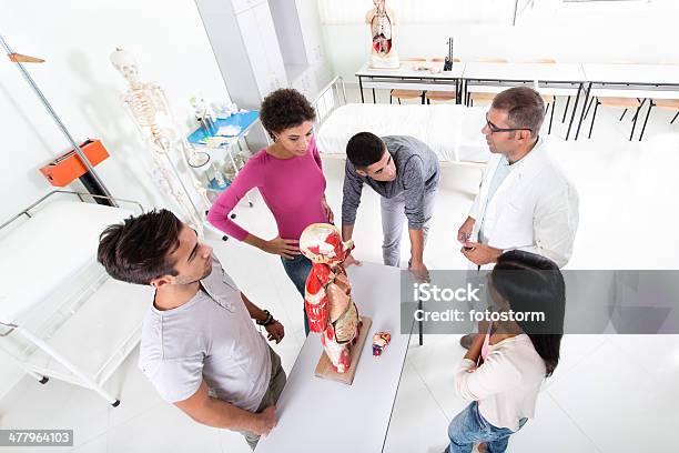 Estudiantes Y Profesor En Clase De Anatomía Foto de stock y más banco de imágenes de Universidad - Universidad, Adolescencia, Adolescente