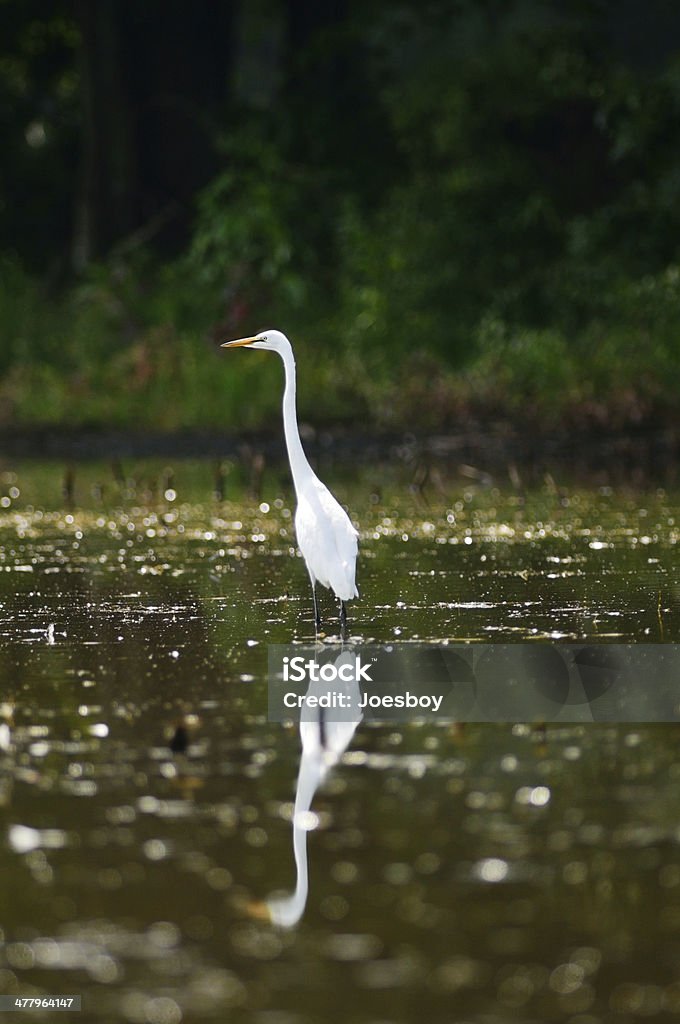 Delmarva Большая белая цапля в Болото - Стоковые фото Bittern - Bird роялти-фри