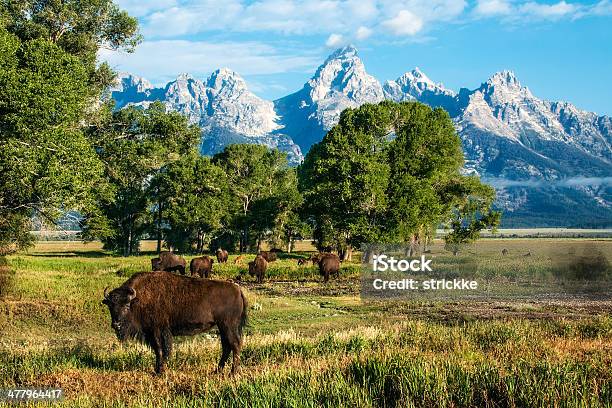 Photo libre de droit de Seule Buffalo Et Troupeau De Tetons banque d'images et plus d'images libres de droit de Jackson Hole - Jackson Hole, Ranch, Été