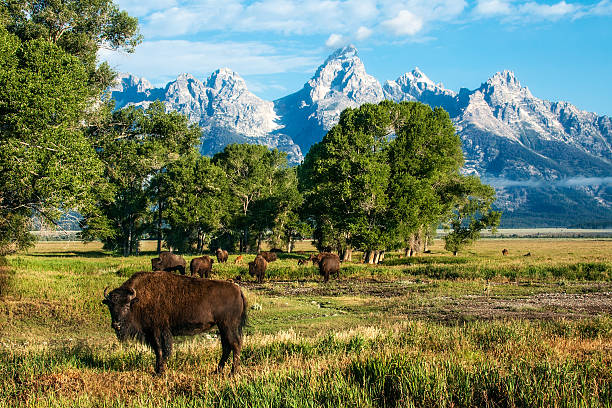 Single Buffalo and Herd with Tetons A solitary buffalo bull gazes toward camera in the foreground while his herd grazes in the middle ground and the Grand Tetons loom in the background. Composition includes generous copy space lower right. Captured near Jackson, Wyoming, USA. jackson hole photos stock pictures, royalty-free photos & images