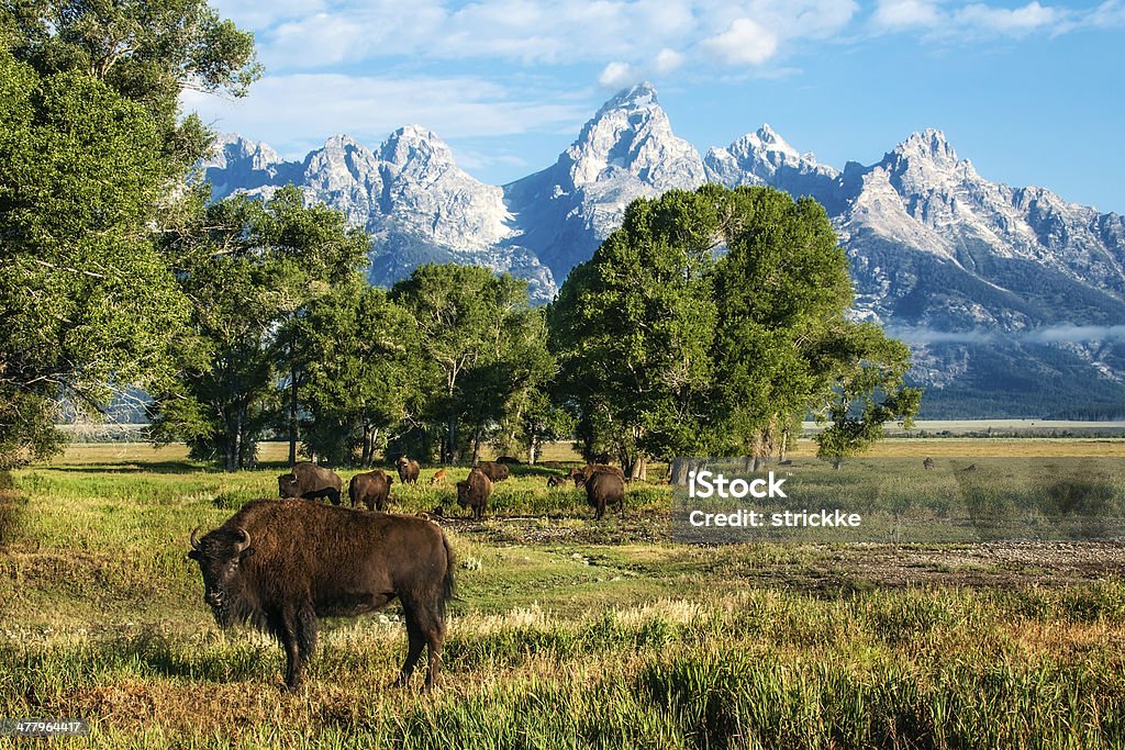 Pojedynczy Buffalo i Stado z Tetons - Zbiór zdjęć royalty-free (Jackson Hole)