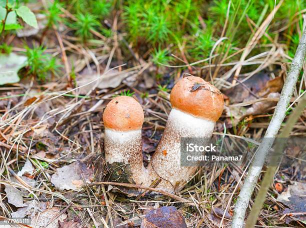 Orangefarbene Kappe Steinpilz Stockfoto und mehr Bilder von Boletus Sp - Boletus Sp, Botanik, Braun