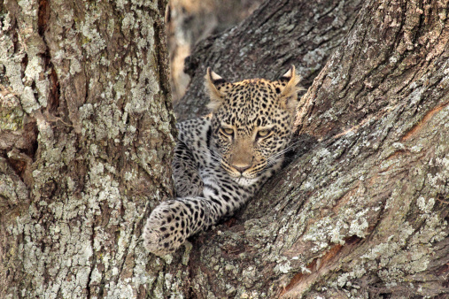 Portrait of a leopard (Panthera pardus) resting on a tree in Serengeti National Park, Tanzania