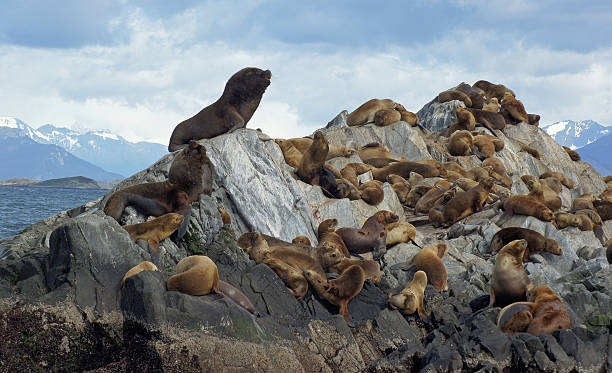 Sea Lions Colony, Beagle Channel, Argentina Sea Lions Colony, Beagle Channel, Argentina beagle channel stock pictures, royalty-free photos & images