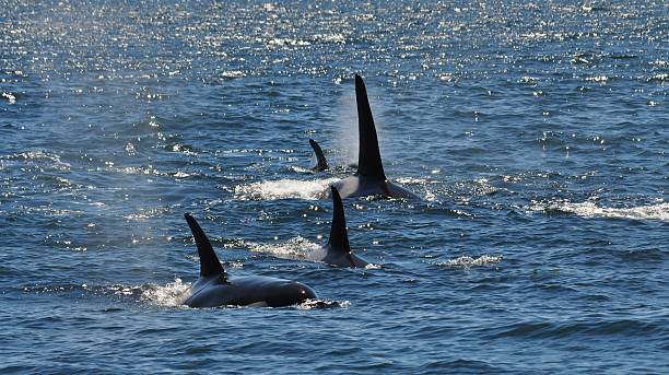 istock Orca Whale Dorsal Fins in the Wild 477965654