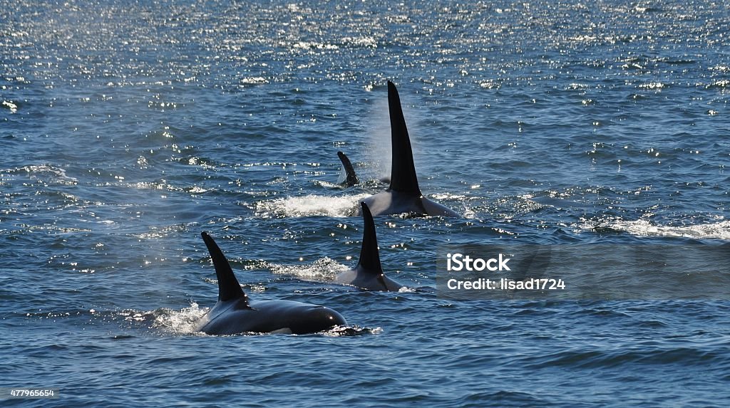 Orca Whale Dorsal Fins in the Wild Group of orca whales in the wild in the Puget Sound. 2015 Stock Photo