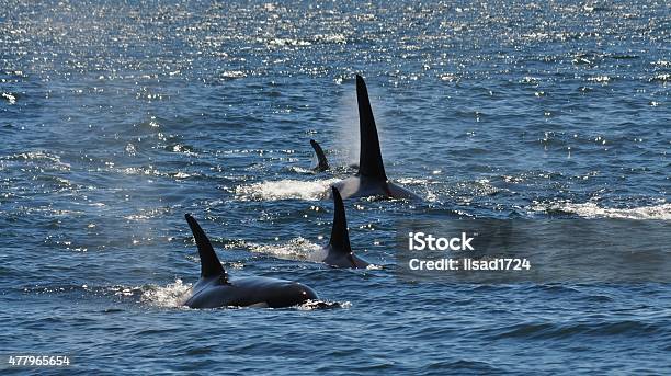 Orca Whale Dorsal Fins In The Wild Stock Photo - Download Image Now - 2015, Animal, Animal Fin