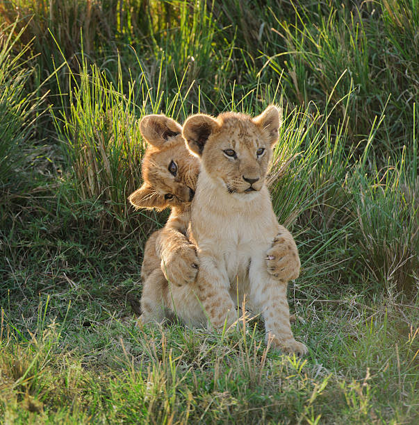 dos divertidos león cubs - cachorro de león fotografías e imágenes de stock