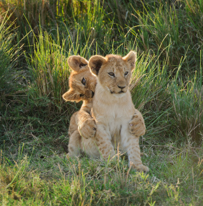 Lion cubs showing affection to each other in the Masai Mara,  Kenya
