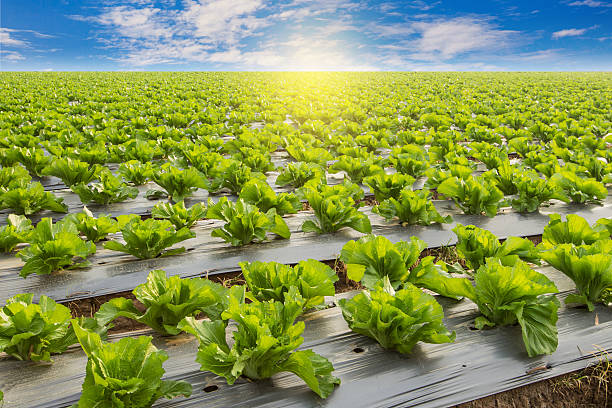 istock Green lettuce on field agricuture with blue sky 477966012