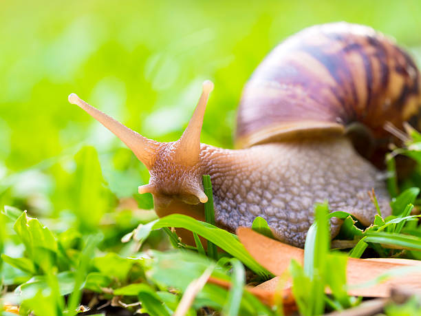 istock snail  on green glass background 477966018