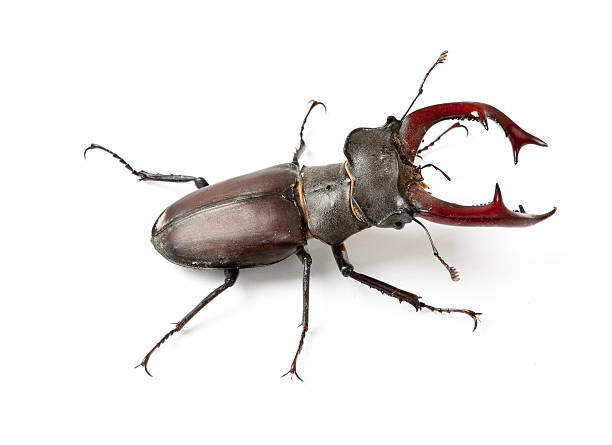 Stag beetle Stag beetle isolated on white background bucktooth stock pictures, royalty-free photos & images