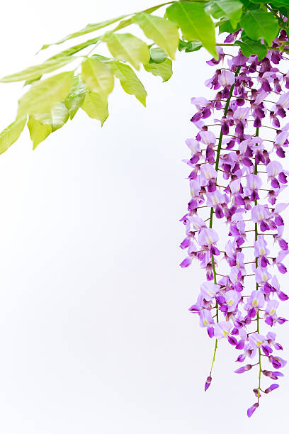 istock Japanese wild wisteria isolated 477966652