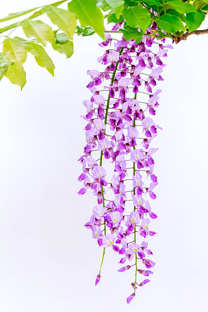 istock Japanese wild wisteria isolated 477966654