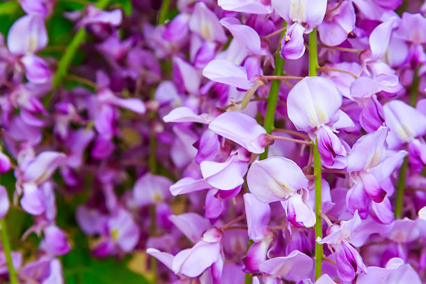 Beautiful Japanese Wisteria Closeup