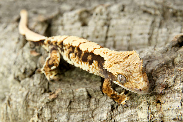 istock Young Eyelash Crested Gecko on wood 477966723