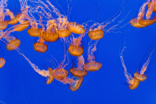 beautiful Jelly fishes in the aquarium with blue background