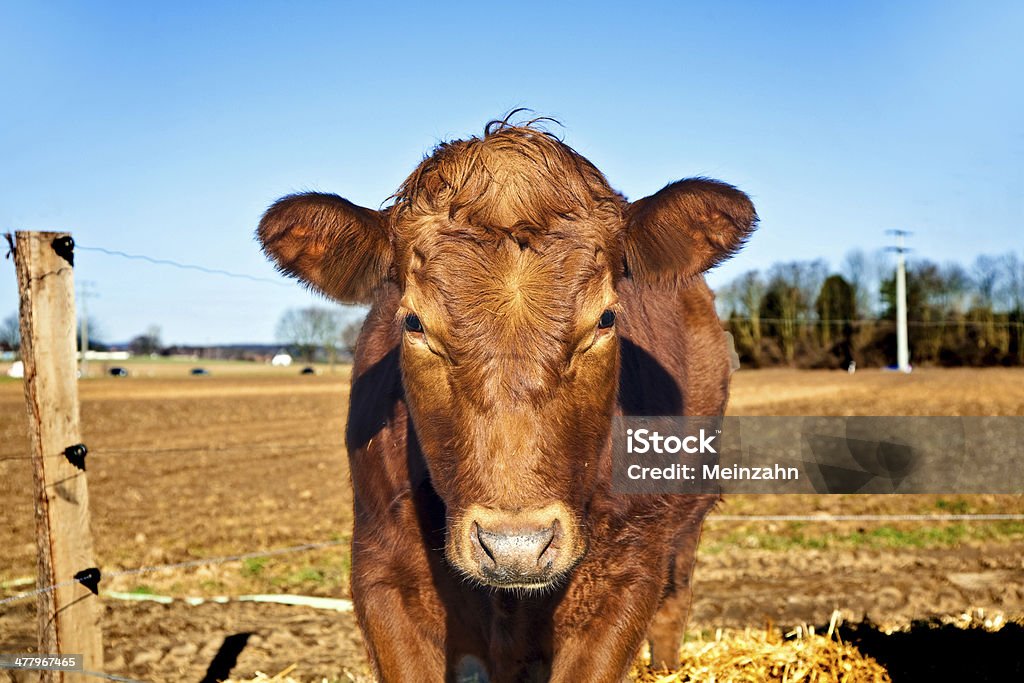 friendly gado na palha com céu azul - Royalty-free Agricultura Foto de stock
