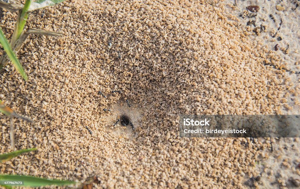 ant zu Hause - Lizenzfrei Ameise Stock-Foto