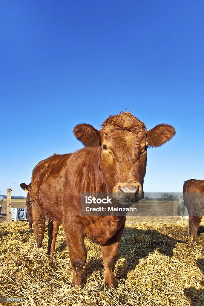 Vache chaleureux de paille avec ciel bleu - Photo de Agriculture libre de droits