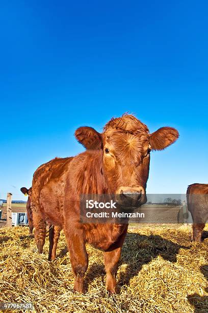 Photo libre de droit de Vache Chaleureux De Paille Avec Ciel Bleu banque d'images et plus d'images libres de droit de Agriculture - Agriculture, Allemagne, Bavière