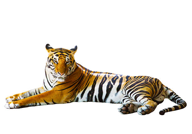 istock indochinese tiger lying isolated white background 477969040