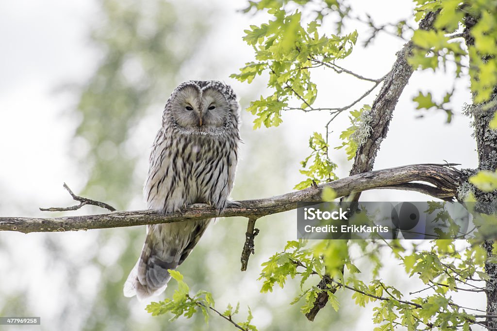 The Ural owl (Strix uralensis) 2015 Stock Photo