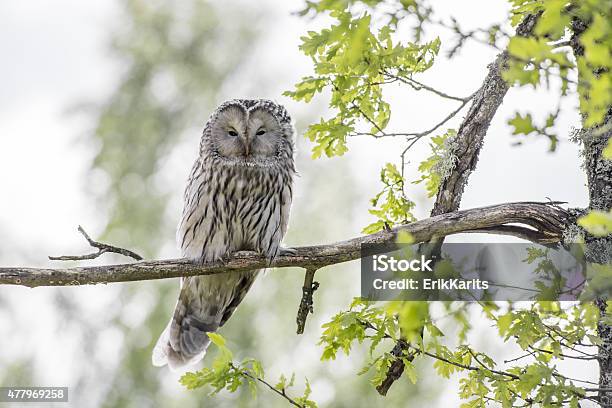 The Ural Owl Stock Photo - Download Image Now - 2015, Animal, Animal Body Part