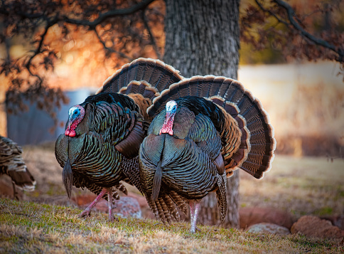 Two Wild Tom Turkeys Displaying their colorful feathers 