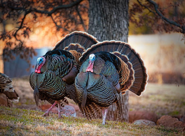Turkey Trot Two Wild Tom Turkeys Displaying their colorful feathers  turkey bird stock pictures, royalty-free photos & images