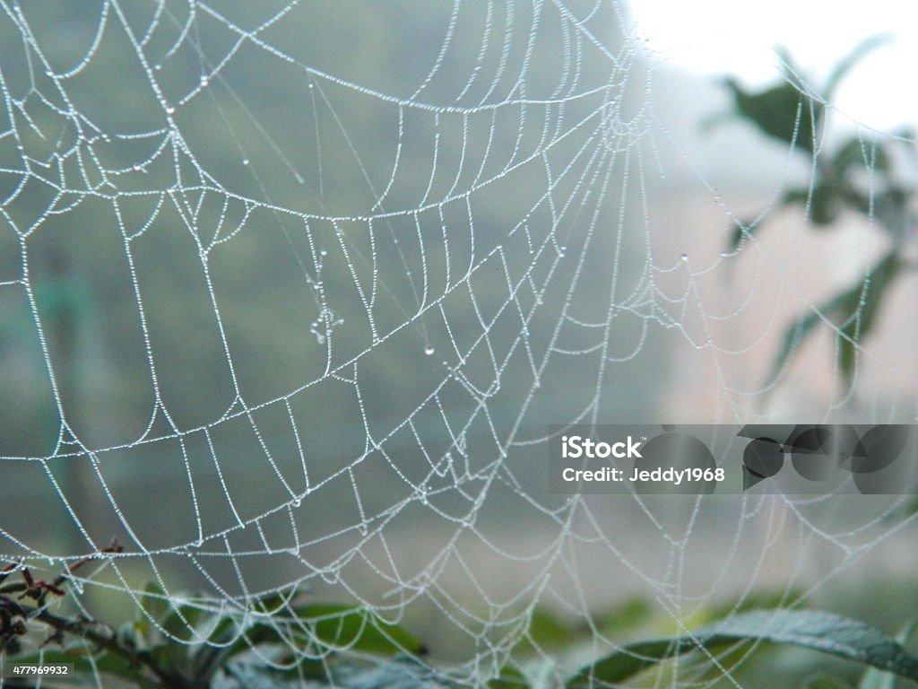Spider Web Splitting Inhalf Damaged Broken Spiders Web Stock Photo - Download Image Now - 2015, Dew ...