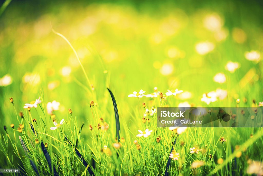 Flores silvestres Meadow - Foto de stock de Abundancia libre de derechos