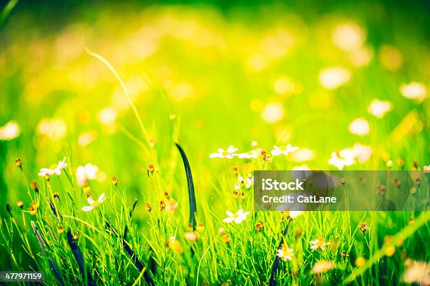 Flores Silvestres Meadow Foto de stock y más banco de imágenes de Abundancia - Abundancia, Aire libre, Amarillo - Color